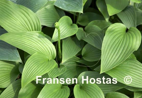 Hosta Nicola